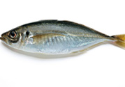 巴浪魚(yú)、沙丁魚(yú)怎么挑選新鮮的