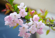 櫻花的花語(yǔ)是什么?櫻花的花語(yǔ)的傳說有哪些