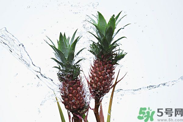 菠蘿和螃蟹能一起吃嗎？菠蘿能與螃蟹同吃嗎？