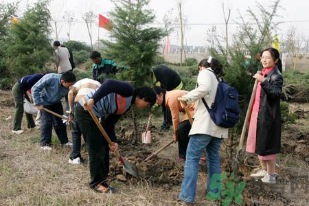 植樹節(jié)是幾月幾日？植樹節(jié)可以做些什么活動？