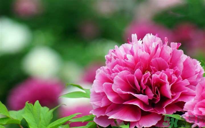 懷孕了能養(yǎng)花嗎？養(yǎng)什么花對胎兒好？