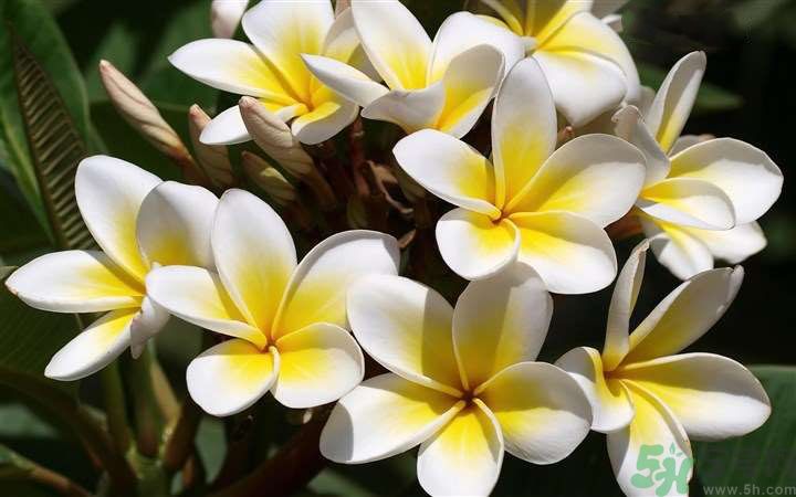 懷孕了能養(yǎng)花嗎？養(yǎng)什么花對胎兒好？