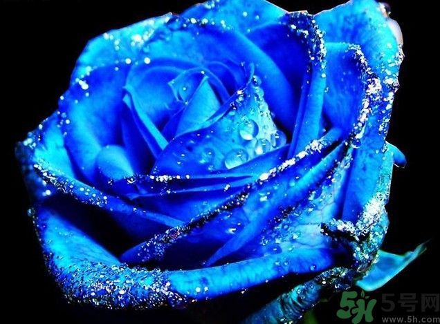 懷孕了能養(yǎng)花嗎？養(yǎng)什么花對胎兒好？