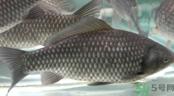 吃魚真的能變聰明嗎？喝魚湯有什么好處？