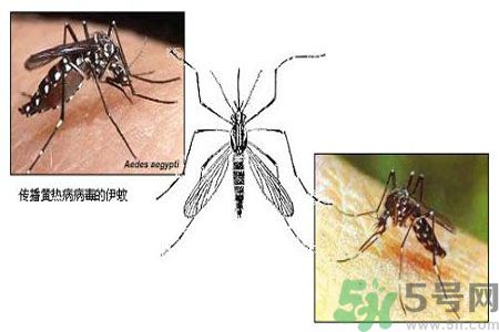 黃熱病可以吃水果嗎？怎么預(yù)防黃熱病癥狀？