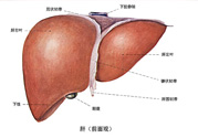 得了脂肪肝該怎么治？脂肪肝對(duì)人體危害有多大？