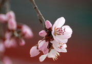 春分時養(yǎng)生要注意什么？春分要預防哪些疾?。?><p><strong>春分時養(yǎng)生要注意什么？春分要預防哪些疾病？</strong></p></a></li> <li><a href=