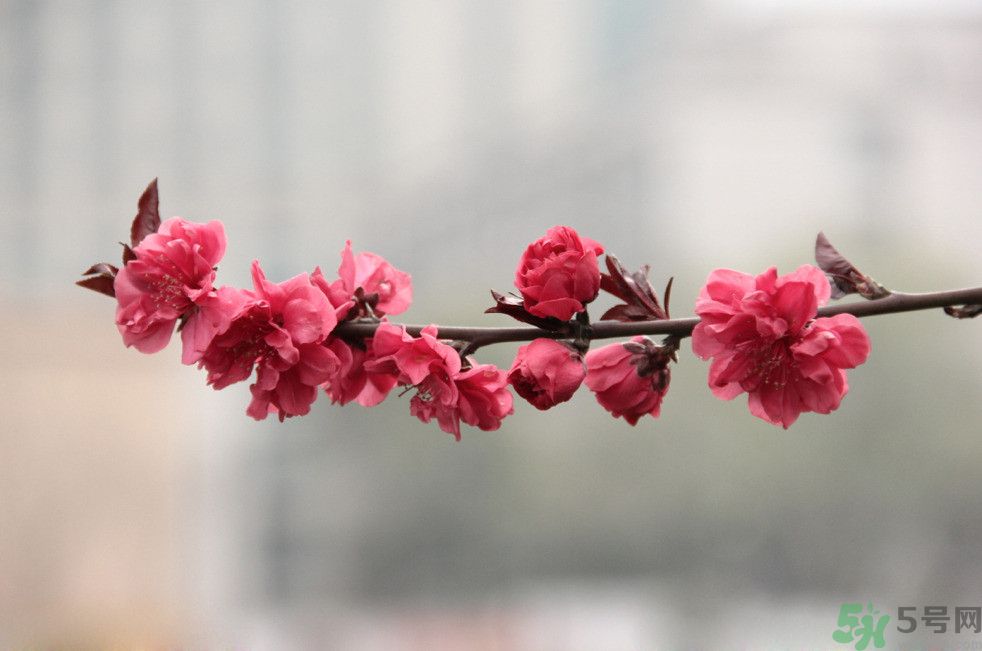 什么花可以凈化空氣？什么花可以減肥？