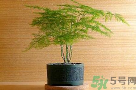 什么花可以凈化空氣？什么花可以減肥？
