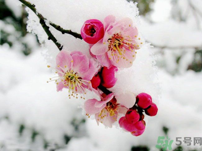 清明節(jié)有哪些習(xí)俗？清明節(jié)習(xí)俗的來源？