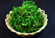 薺菜根能吃嗎？薺菜要去根吃嗎？