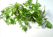 薺菜可以泡水喝嗎？薺菜泡水喝有什么好處？