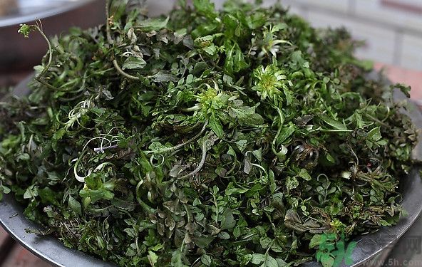 薺菜為什么是苦的？薺菜味道苦嗎？