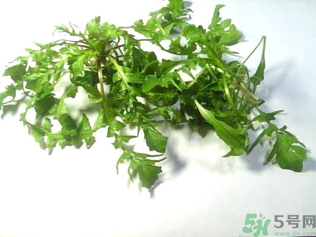 薺菜可以泡水喝嗎？薺菜泡水喝有什么好處？