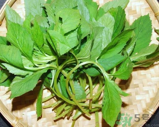 薺菜可以泡水喝嗎？薺菜泡水喝有什么好處？