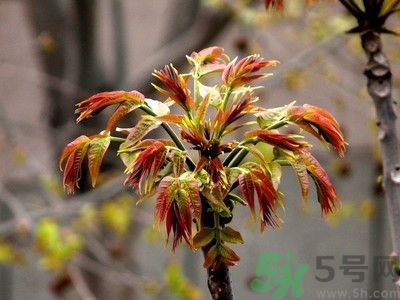 香椿好吃嗎？香椿可以做菜嗎？