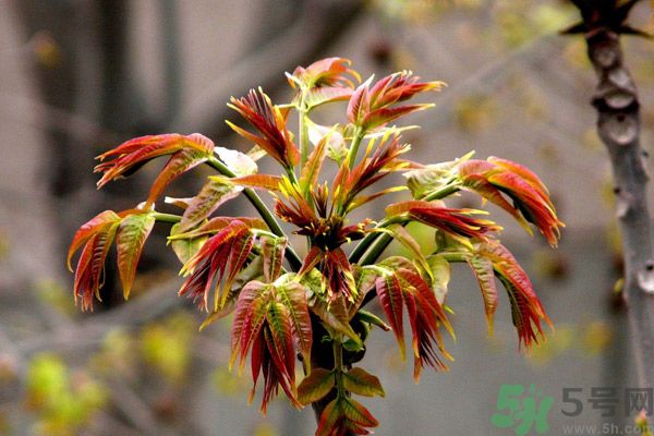 香椿好吃嗎？香椿可以做菜嗎？