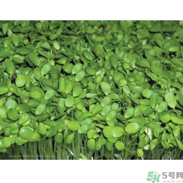 吃香椿要焯水嗎？吃香椿焯水還有營養(yǎng)價(jià)值嗎？