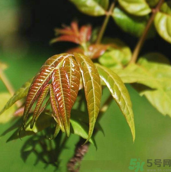吃香椿要焯水嗎？吃香椿焯水還有營養(yǎng)價(jià)值嗎？