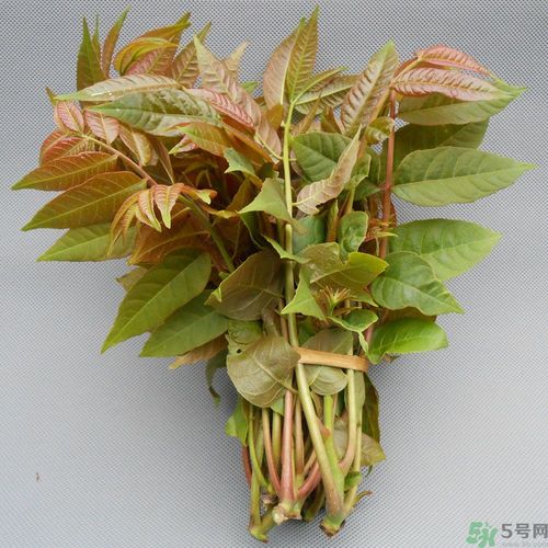 吃香椿要焯水嗎？吃香椿焯水還有營養(yǎng)價(jià)值嗎？