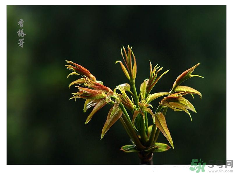 吃香椿有什么好處？香椿可以預(yù)防疾病嗎？