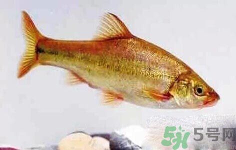 怎么挑選魚？挑魚的技巧有哪些？