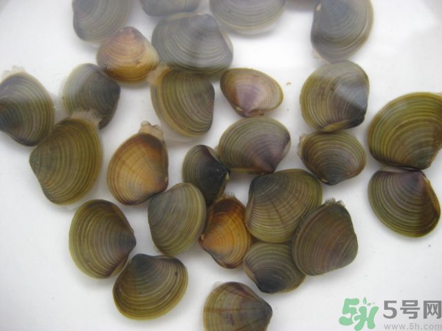河蚌要怎么清洗才干凈？河蚌的清洗方法？