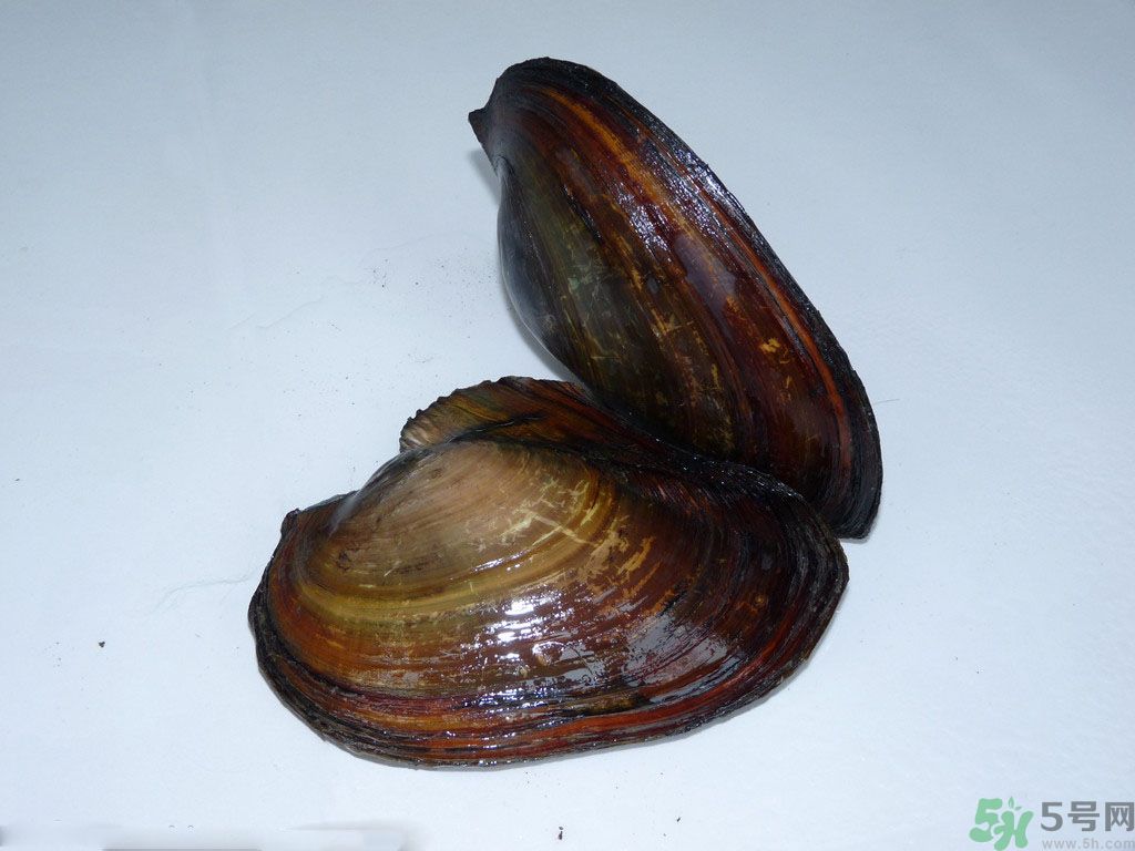河蚌要怎么清洗才干凈？河蚌的清洗方法？