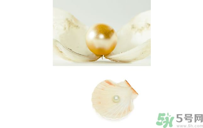 河蚌怎么炒才不會老？炒河蚌要注意什么？