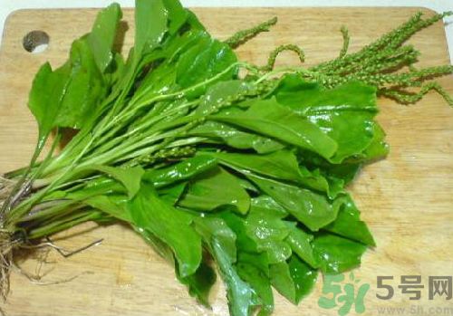 車前草能治痛風(fēng)嗎？車前草對痛風(fēng)的作用