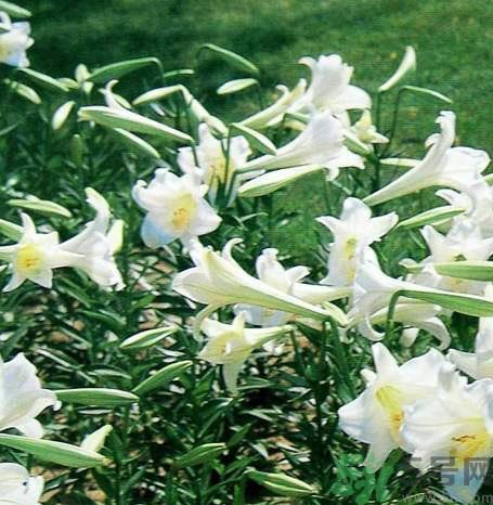 百合花可以吃嗎？百合花吃哪種？