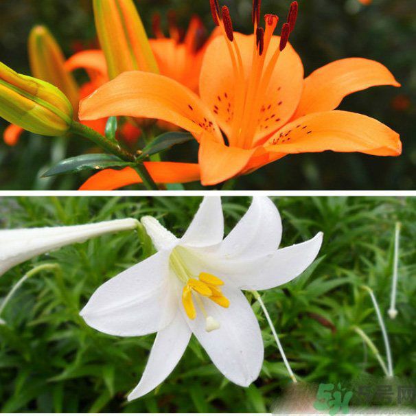 百合花可以吃嗎？百合花吃哪種？