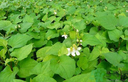 魚(yú)腥草孕婦可以吃嗎？魚(yú)腥草懷孕的人能吃嗎？