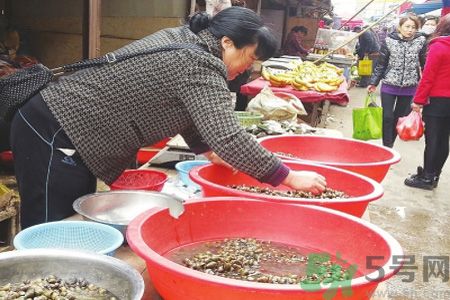 怎么挑選螺螄？螺螄怎么清洗？