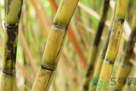 清明節(jié)可以吃甘蔗嗎？清明節(jié)不能吃哪些食物？