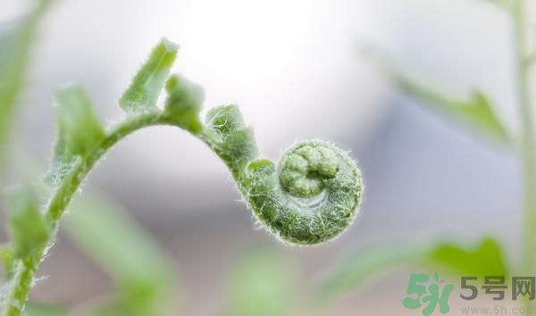 清明節(jié)可以吃甘蔗嗎？清明節(jié)不能吃哪些食物？