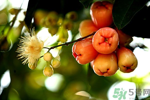 蓮霧月經(jīng)期間能吃嗎？來月經(jīng)能不能吃蓮霧？
