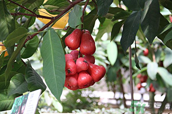 蓮霧月經(jīng)期間能吃嗎？來月經(jīng)能不能吃蓮霧？