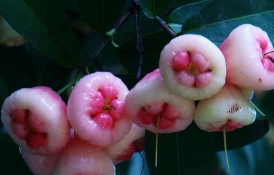 蓮霧皮能吃嗎？蓮霧要不要削皮？