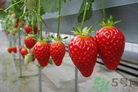 糖尿病可以吃草莓嗎？糖尿病吃草莓好嗎？
