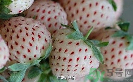 菠蘿莓好吃嗎？菠蘿莓好不好吃？