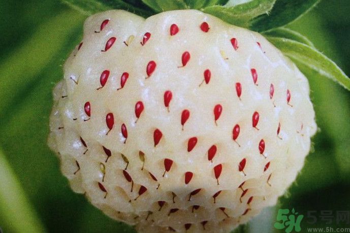 菠蘿莓好吃嗎？菠蘿莓好不好吃？