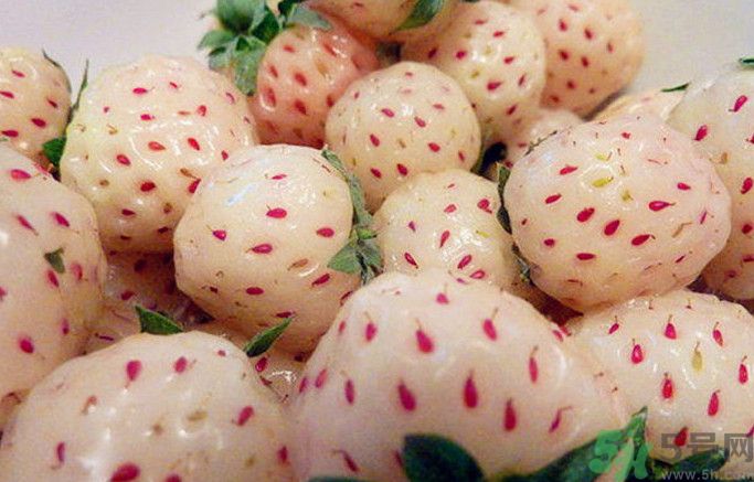 菠蘿莓孕婦能吃嗎？菠蘿莓懷孕可以吃嗎？