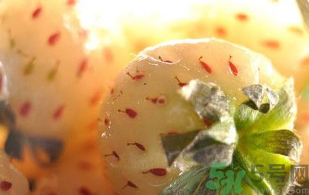 菠蘿莓孕婦能吃嗎？菠蘿莓懷孕可以吃嗎？