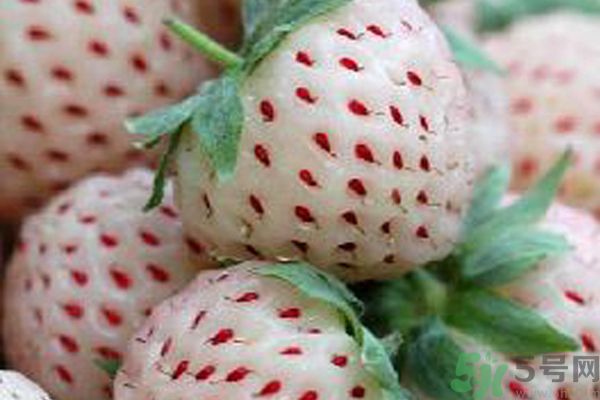 菠蘿莓孕婦能吃嗎？菠蘿莓懷孕可以吃嗎？