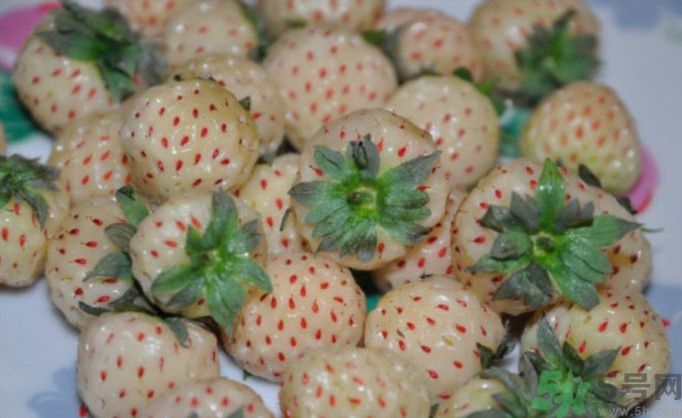 寶寶能吃菠蘿莓嗎？嬰幼兒能吃菠蘿莓嗎？