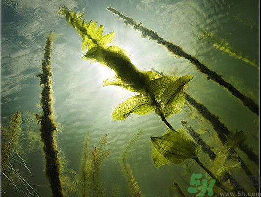 海帶用冷水泡還是熱水泡發(fā)？海帶怎么泡才不會(huì)發(fā)硬？