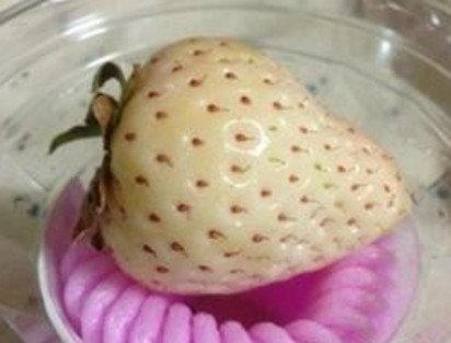 懷孕初期能吃菠蘿莓嗎？懷孕5個月可以吃菠蘿莓嗎？
