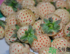 吃菠蘿莓會(huì)胖嗎?吃菠蘿莓會(huì)不會(huì)長胖?.png