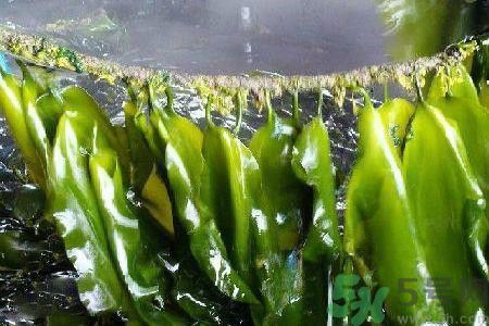 哪種海帶吃起來比較好？海帶有什么類別？